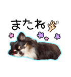 世界一可愛いコタローのスタンプ（個別スタンプ：16）