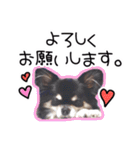 世界一可愛いコタローのスタンプ（個別スタンプ：17）