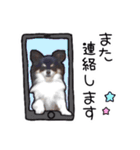 世界一可愛いコタローのスタンプ（個別スタンプ：18）
