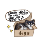 世界一可愛いコタローのスタンプ（個別スタンプ：20）