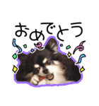世界一可愛いコタローのスタンプ（個別スタンプ：22）