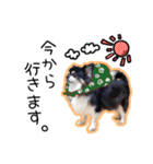 世界一可愛いコタローのスタンプ（個別スタンプ：25）
