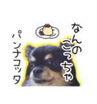 世界一可愛いコタローのスタンプ（個別スタンプ：28）