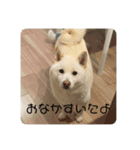 白柴ゆきおさんの日常4（個別スタンプ：3）