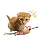 はちみつねこすたんぷ（個別スタンプ：4）