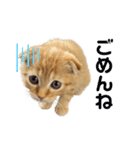 はちみつねこすたんぷ（個別スタンプ：5）