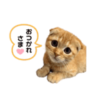 はちみつねこすたんぷ（個別スタンプ：6）