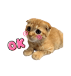 はちみつねこすたんぷ（個別スタンプ：7）