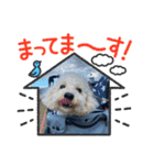 マルプーれまちゃん（個別スタンプ：1）