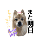 デカデカ文字 ポメや保護犬（個別スタンプ：1）