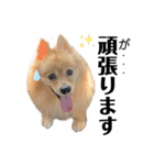 デカデカ文字 ポメや保護犬（個別スタンプ：3）