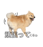 デカデカ文字 ポメや保護犬（個別スタンプ：4）
