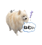 デカデカ文字 ポメや保護犬（個別スタンプ：6）