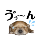 デカデカ文字 ポメや保護犬（個別スタンプ：7）