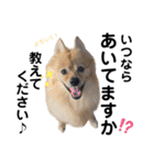 デカデカ文字 ポメや保護犬（個別スタンプ：9）