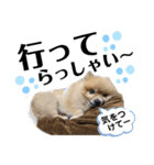 デカデカ文字 ポメや保護犬（個別スタンプ：10）