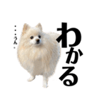 デカデカ文字 ポメや保護犬（個別スタンプ：11）
