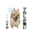 デカデカ文字 ポメや保護犬（個別スタンプ：12）