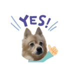 デカデカ文字 ポメや保護犬（個別スタンプ：13）