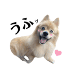 デカデカ文字 ポメや保護犬（個別スタンプ：14）