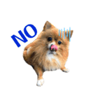 デカデカ文字 ポメや保護犬（個別スタンプ：15）