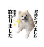 デカデカ文字 ポメや保護犬（個別スタンプ：16）