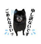 デカデカ文字 ポメや保護犬（個別スタンプ：17）