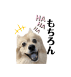 デカデカ文字 ポメや保護犬（個別スタンプ：18）