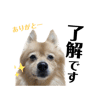 デカデカ文字 ポメや保護犬（個別スタンプ：19）