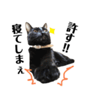 デカデカ文字 ポメや保護犬（個別スタンプ：20）