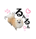 デカデカ文字 ポメや保護犬（個別スタンプ：21）