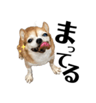 デカデカ文字 ポメや保護犬（個別スタンプ：23）