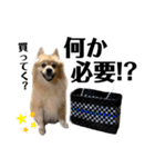 デカデカ文字 ポメや保護犬（個別スタンプ：25）