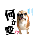デカデカ文字 ポメや保護犬（個別スタンプ：26）