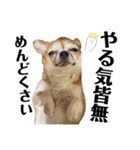 デカデカ文字 ポメや保護犬（個別スタンプ：27）