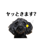 デカデカ文字 ポメや保護犬（個別スタンプ：28）