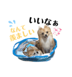 デカデカ文字 ポメや保護犬（個別スタンプ：29）