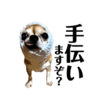 デカデカ文字 ポメや保護犬（個別スタンプ：30）