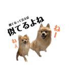 デカデカ文字 ポメや保護犬（個別スタンプ：31）