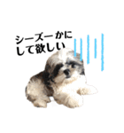 デカデカ文字 ポメや保護犬（個別スタンプ：32）