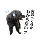 デカデカ文字 ポメや保護犬（個別スタンプ：33）
