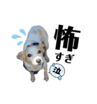 デカデカ文字 ポメや保護犬（個別スタンプ：34）