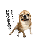 デカデカ文字 ポメや保護犬（個別スタンプ：35）