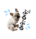 デカデカ文字 ポメや保護犬（個別スタンプ：36）
