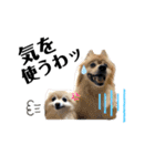 デカデカ文字 ポメや保護犬（個別スタンプ：37）