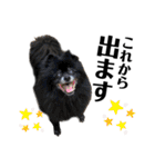 デカデカ文字 ポメや保護犬（個別スタンプ：38）