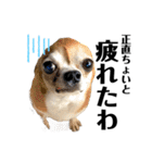 デカデカ文字 ポメや保護犬（個別スタンプ：39）