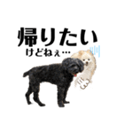 デカデカ文字 ポメや保護犬（個別スタンプ：40）