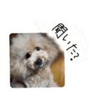 くれもこあ5兄弟に！（個別スタンプ：21）
