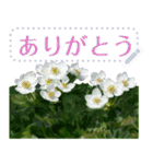 礼文の花(自由文字スタンプ) vol.1（個別スタンプ：1）